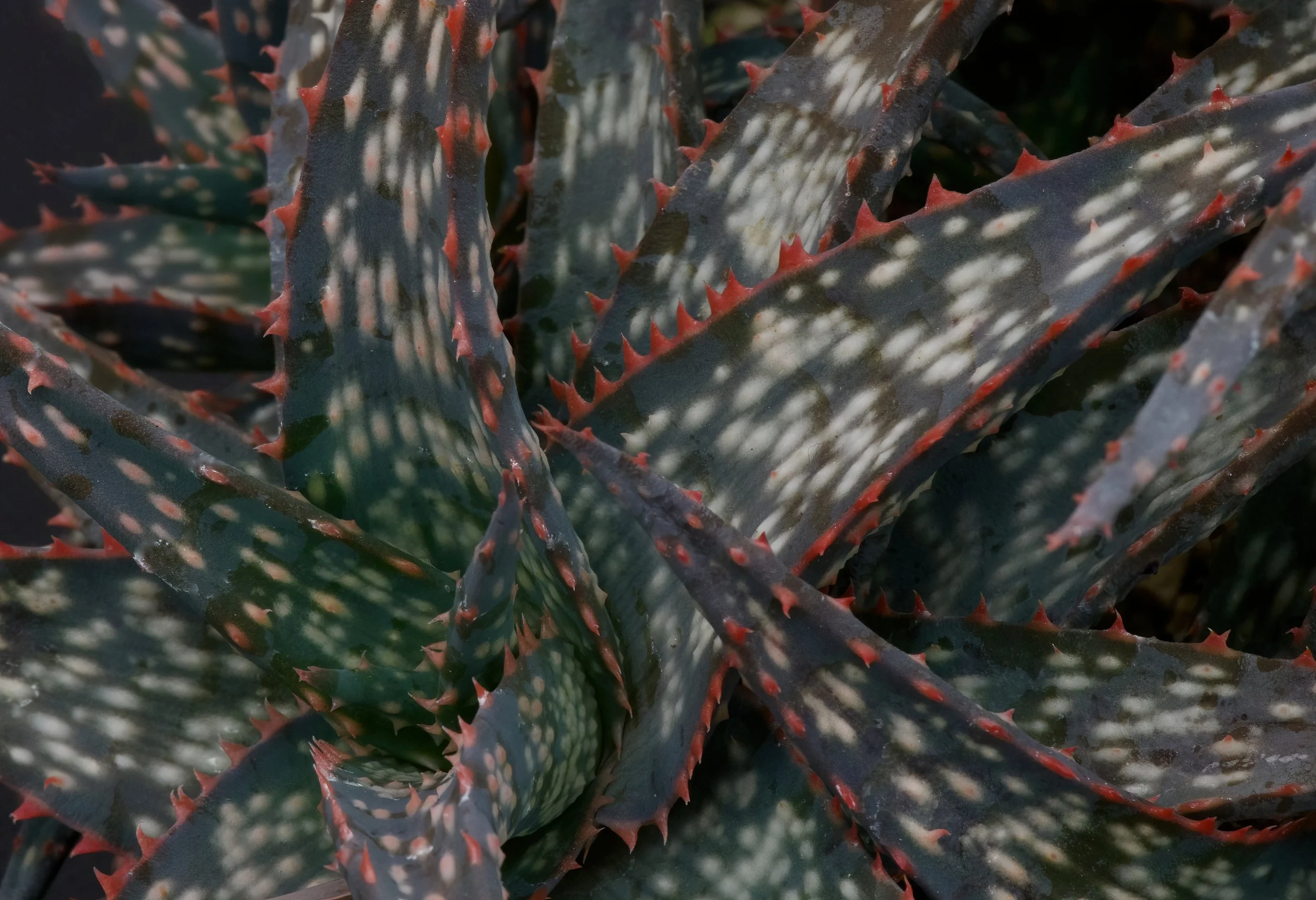 A close look and Fantasy and tabletop aloes, including species and